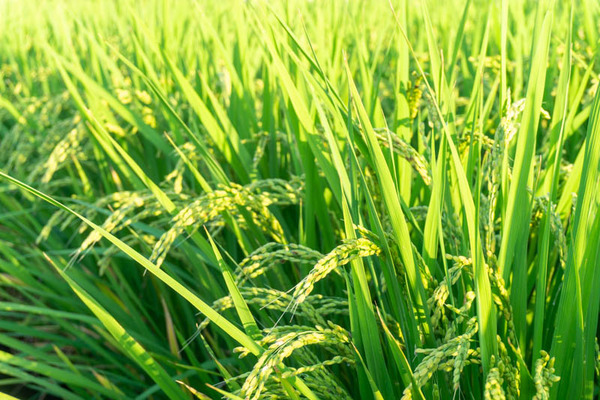 田んぼ20210915171400