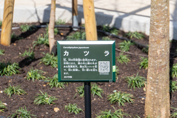 駒音公園20250318110625