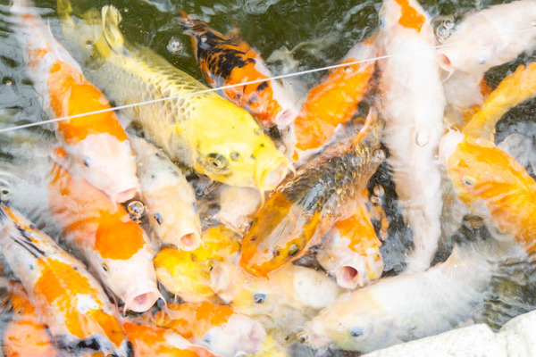 THEFARM20230822105938