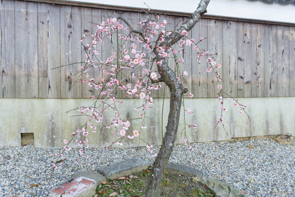 上宮天満宮の梅20220222155746