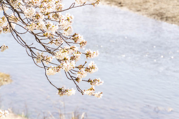 桜堤20230330005908