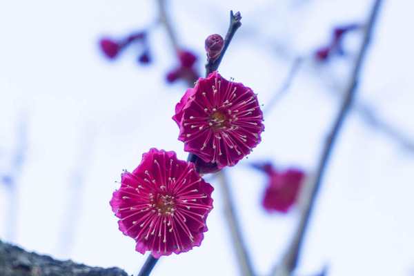 上宮天満宮の梅20220222155633