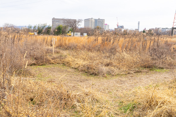 野草迷路-2101264