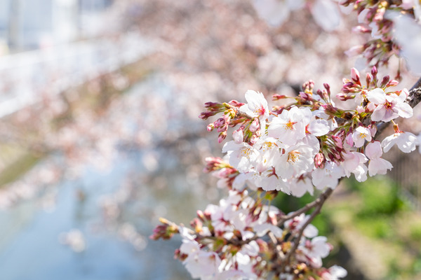 桜-2103243