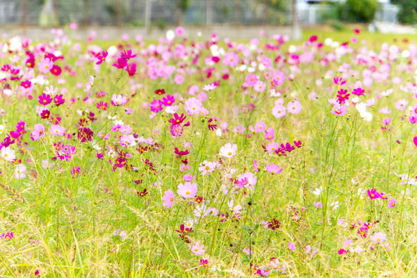 コスモス20251021112500