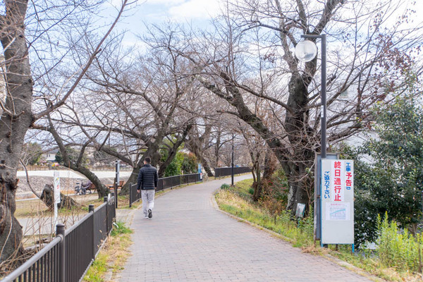 桜堤20240108130858