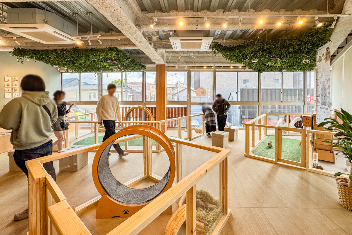 マーモット-2511031