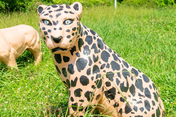 チーター-2407161