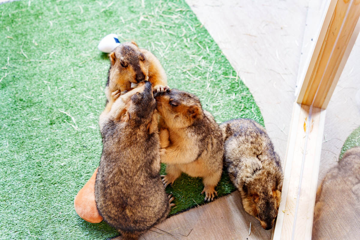 ヒマラヤマーモット5