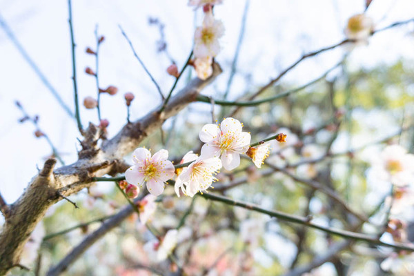 鶴見緑地桜梅(小)21021315