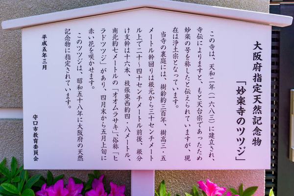 ツツジ妙楽寺(小)2104213