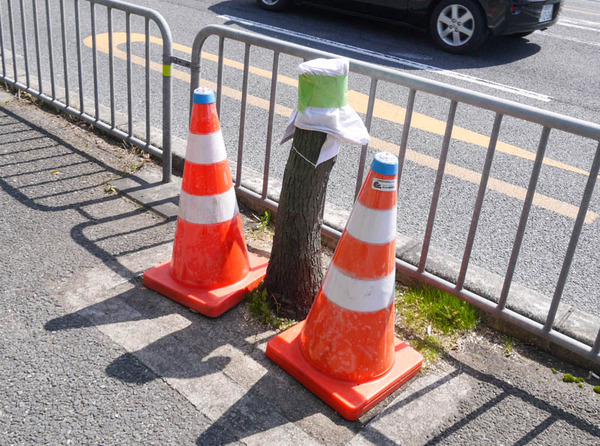 切り株10兄弟 2021年3月-3