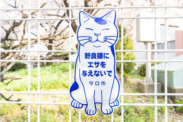 猫2103291