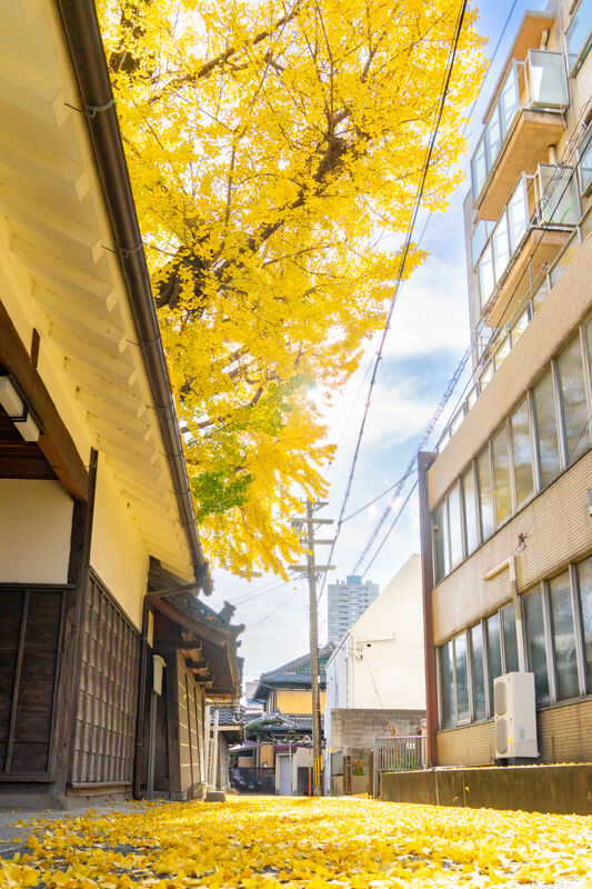 イチョウ-2111302