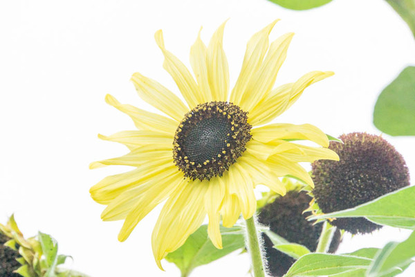 ひまわり-2212052