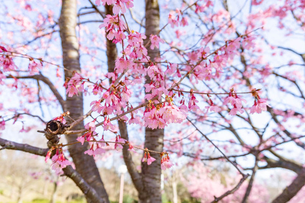 鶴見緑地桜（小）21030312