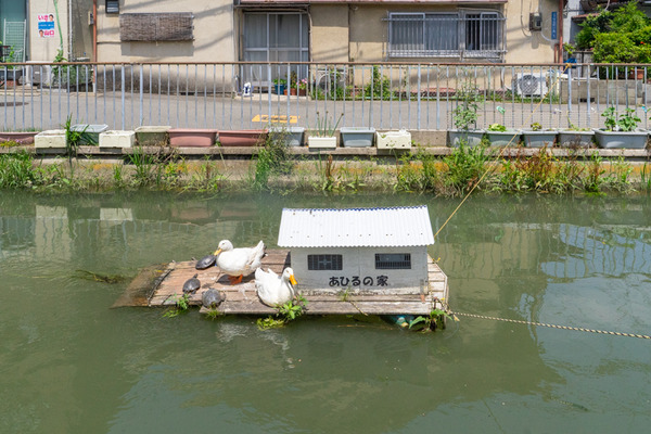 あひるの家-2105253