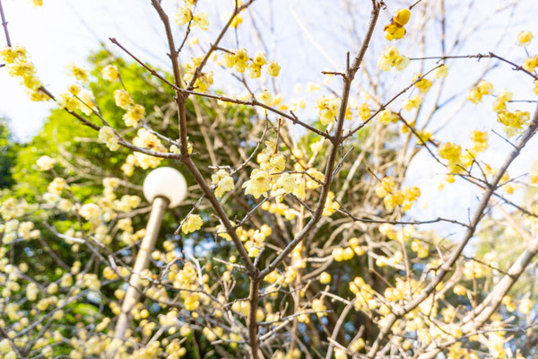 鶴見緑地桜梅(小)2102138