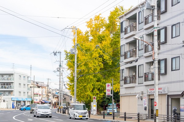 イチョウ-2111301