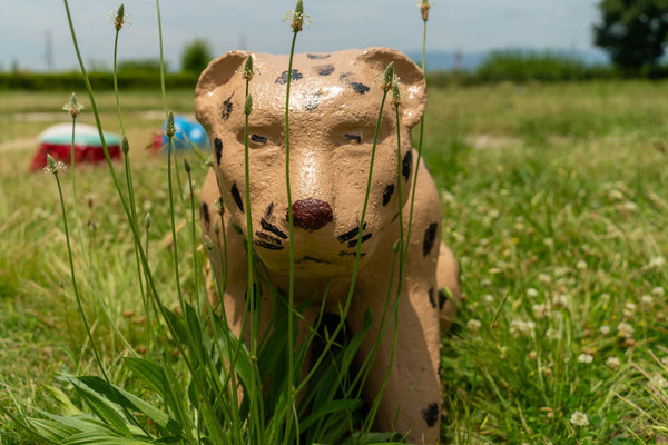 チーター2-2406221