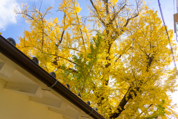 イチョウ-2111304