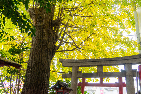 イチョウ-2111306