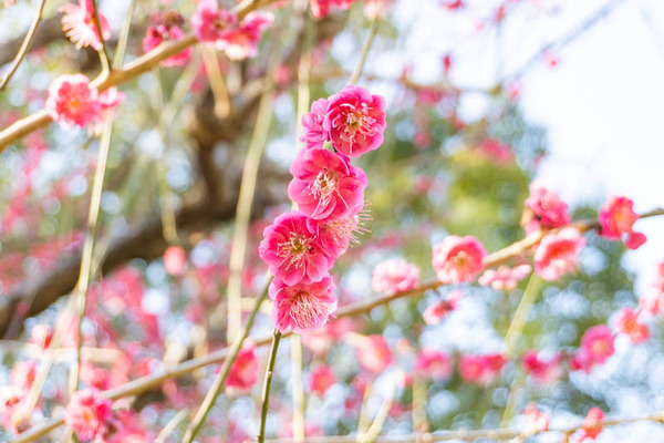 鶴見緑地桜梅(小)21021319