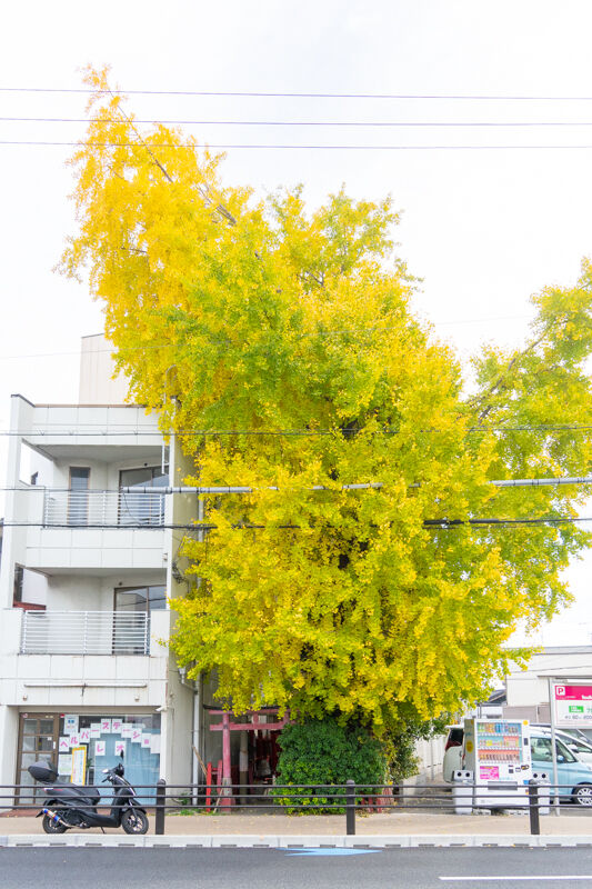 イチョウ-2111303