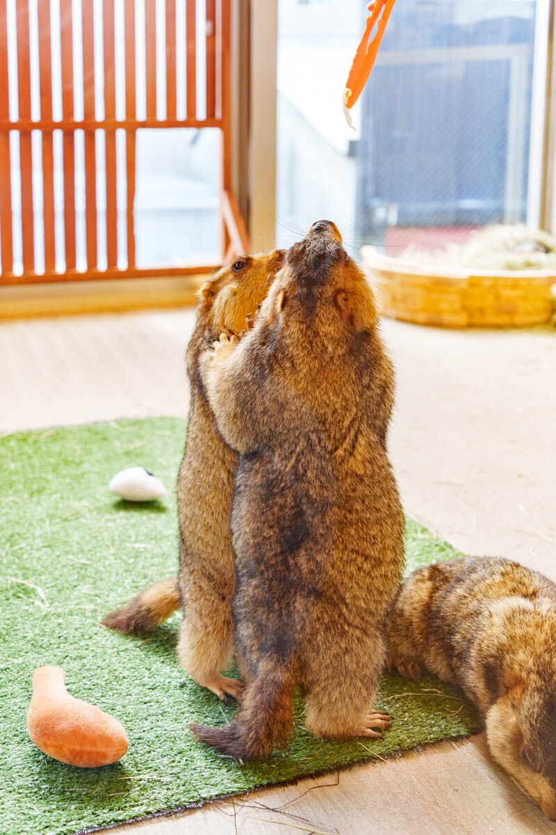 ヒマラヤマーモット4