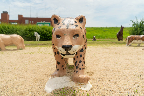 チーター-2406221