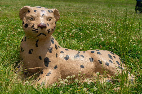 チーター2-2406222