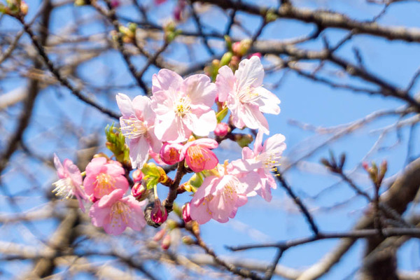 鶴見緑地桜梅（小）21021323