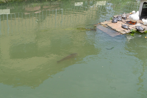 あひるの家-2105255