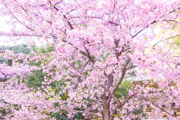 鶴見緑地桜（小）21030316