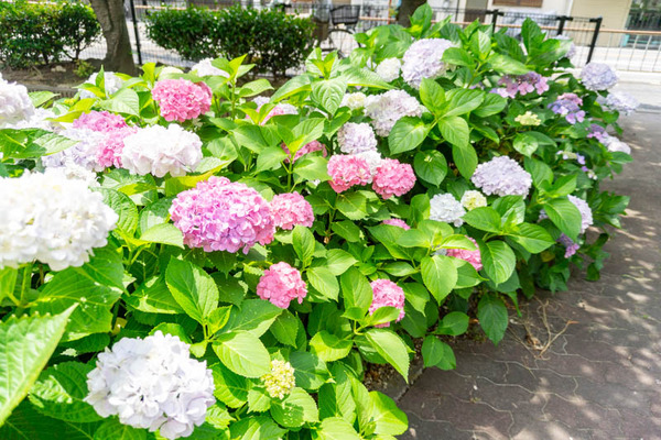 御堂紫陽花(小)2106086