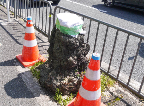 切り株10兄弟 2021年3月-4