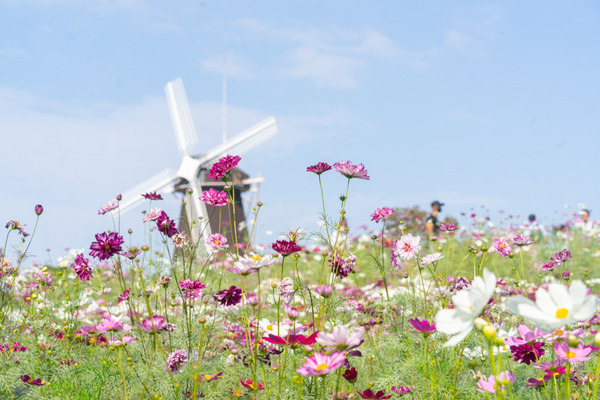 コスモス-2110161