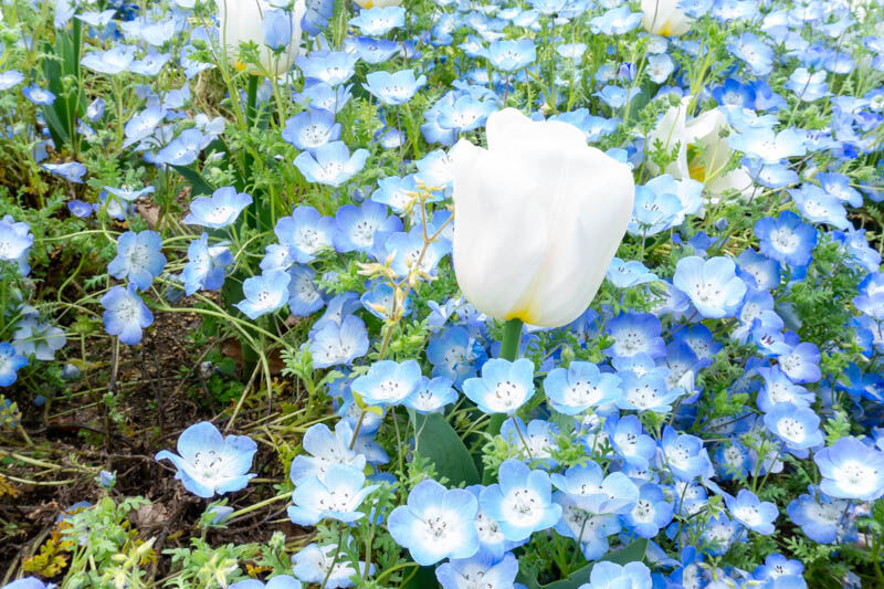 鶴見緑地でネモフィラが見頃 もりつーフォト 守口つーしん