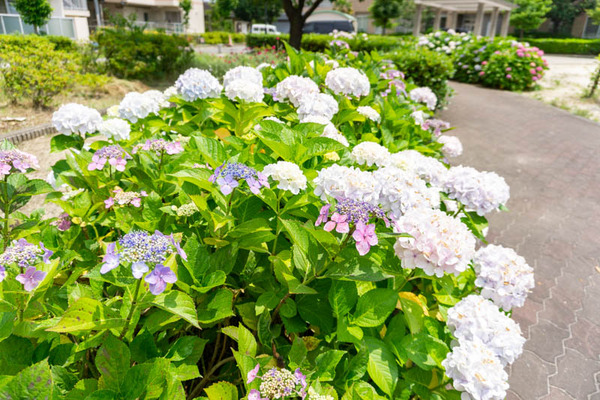 御堂紫陽花(小)21060813