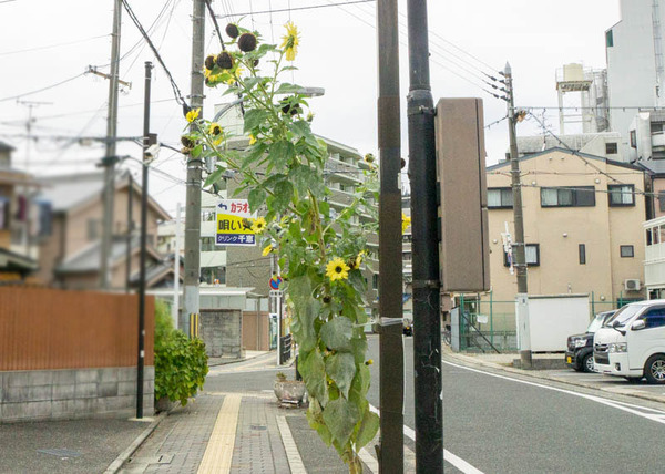 ひまわり-2212051