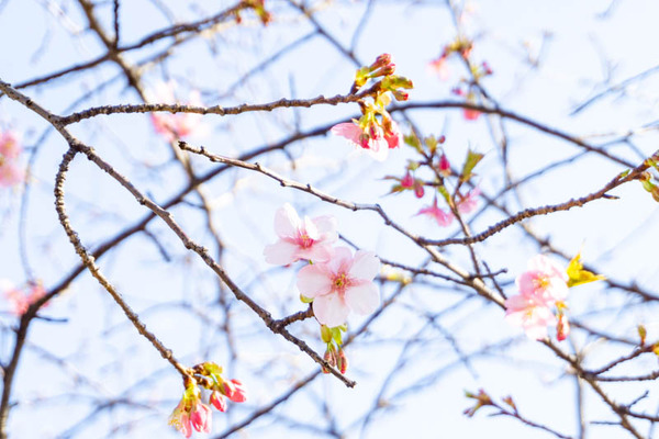 鶴見緑地桜梅(小)21021321