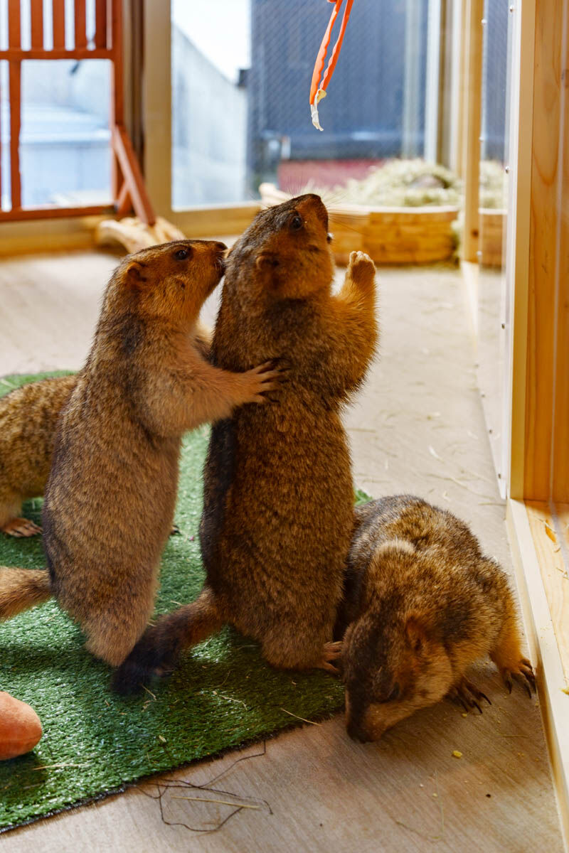 ヒマラヤマーモット3