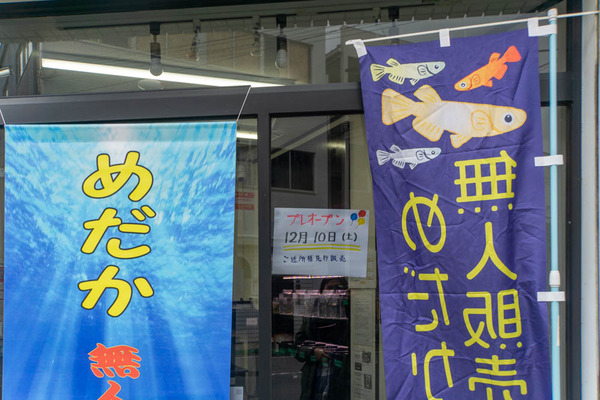 めだか-2212225