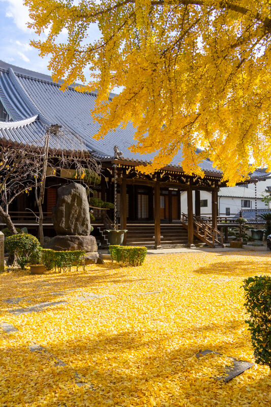 イチョウ-2111305