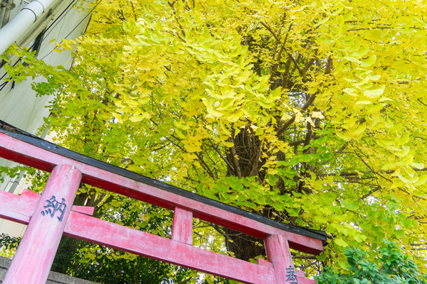 イチョウ-2111309