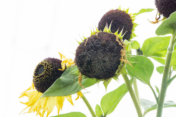 ひまわり-2212053