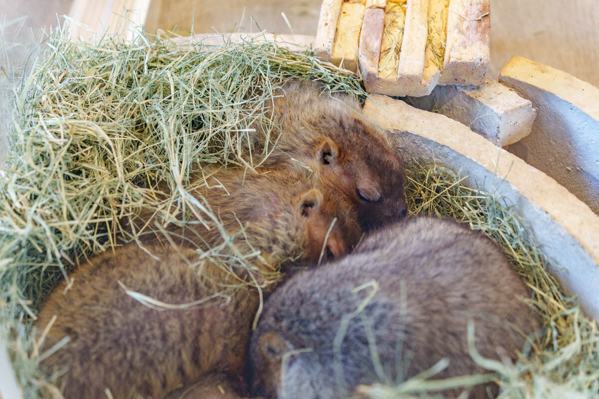 ボバクマーモット2