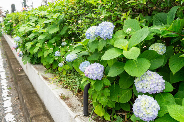 西三荘ゆとり道(小)21051912