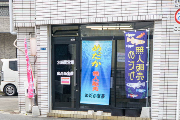 めだか-2212224