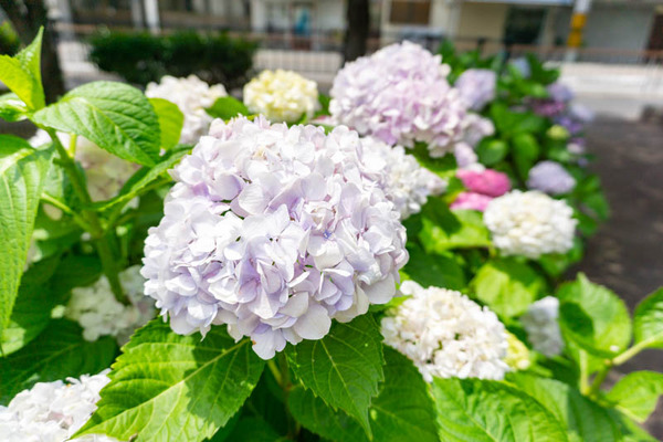 御堂紫陽花(小)2106085